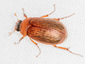 Serica brunnea